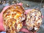 獐子岛珍蚝三倍体技术推进牡蛎产业新变革