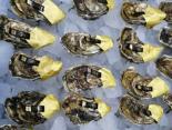 牡蛎产业迎来新生机——大连獐子岛三倍体牡蛎引领牡蛎产业健康可持续发展